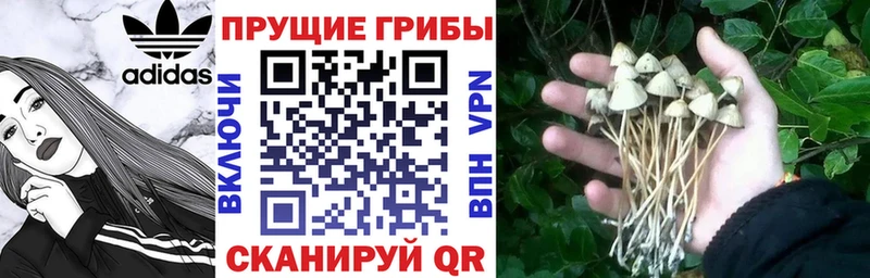 Купить где  Сертолово  Псилоцибиновые грибы Magic Shrooms 